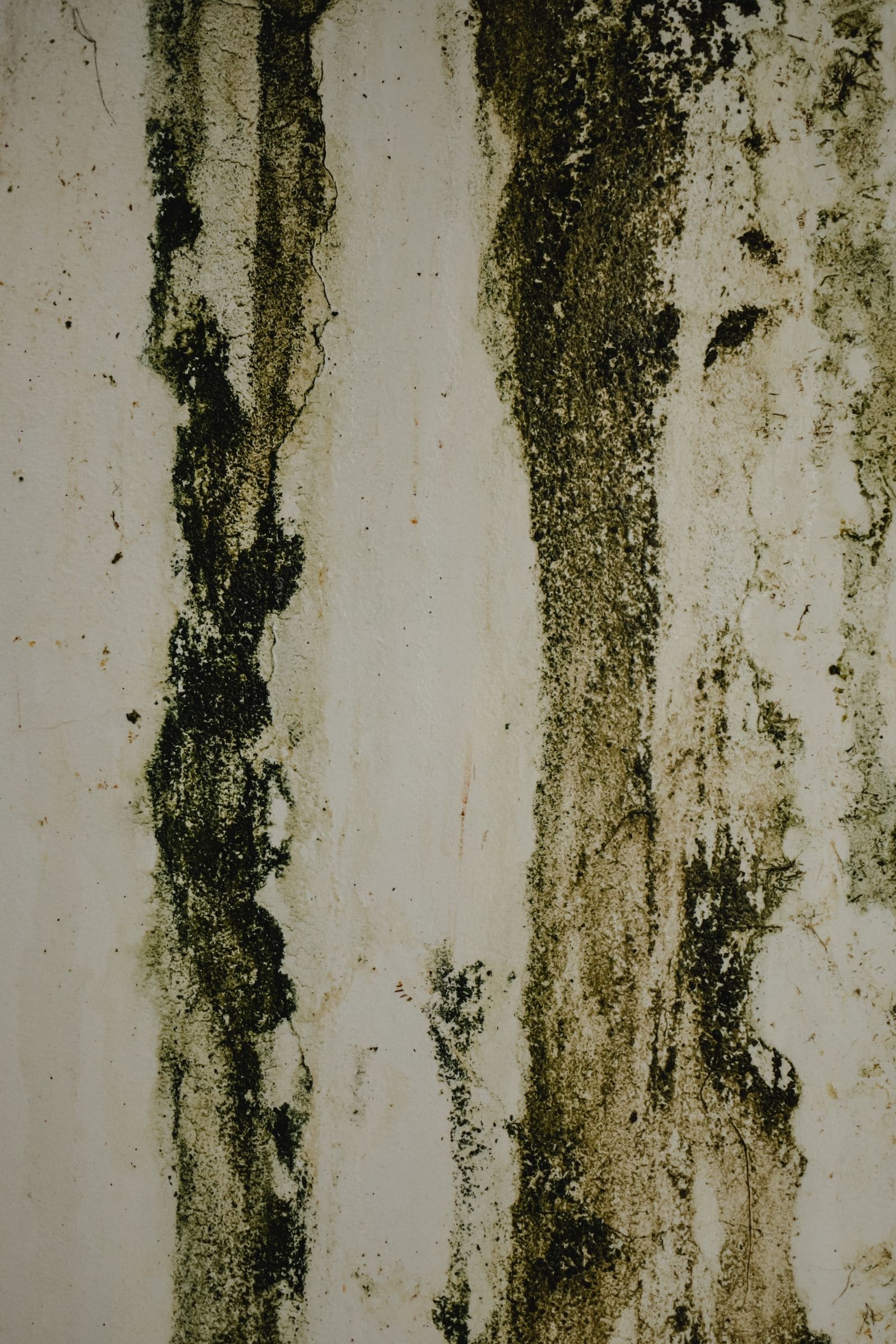 Dark mold growth spreading across a damp wall